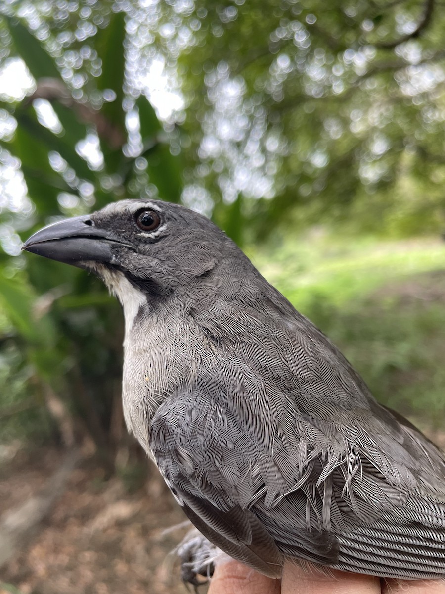 Olive-gray Saltator - ML647718734