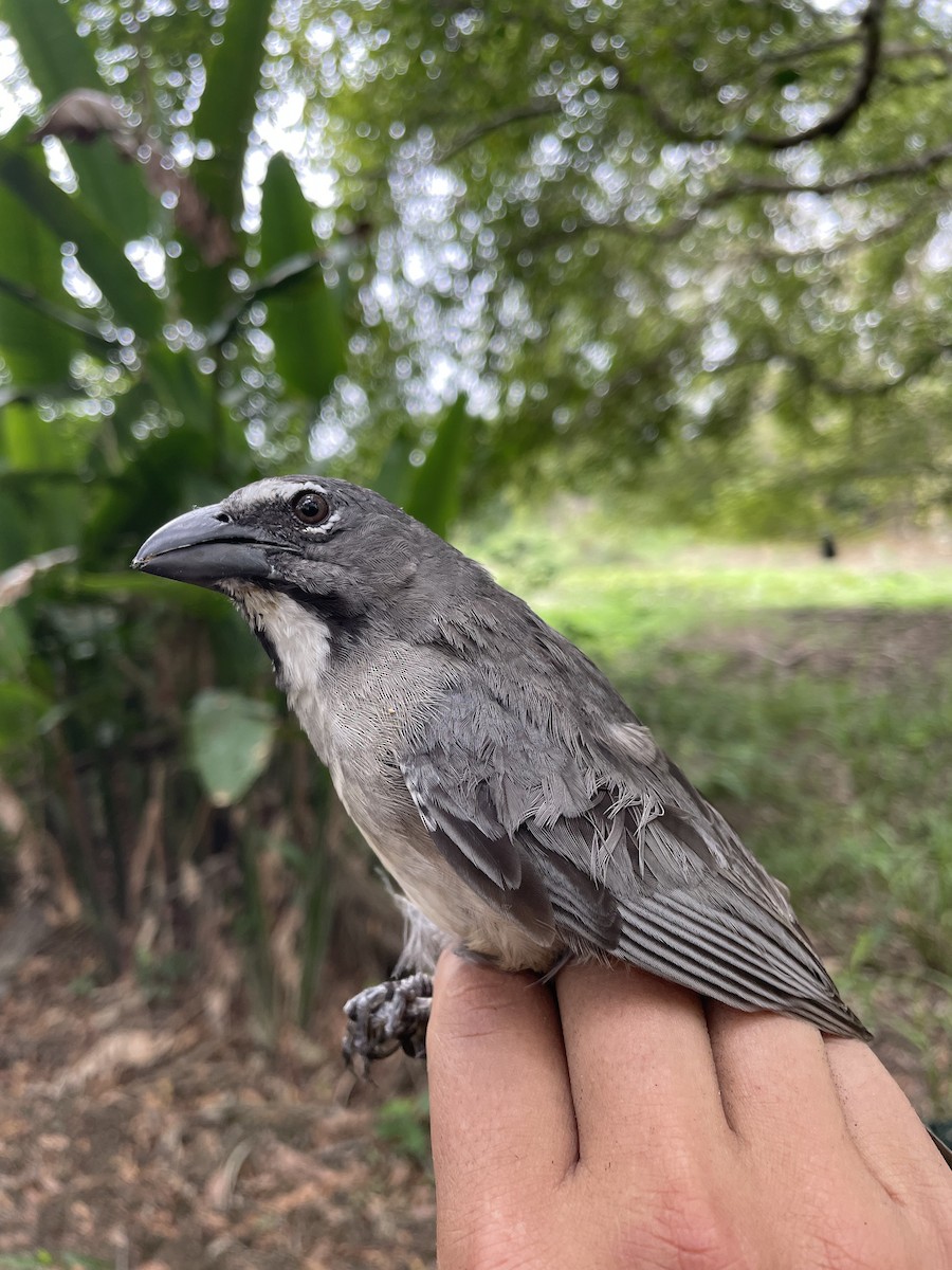 Olive-gray Saltator - ML647718738