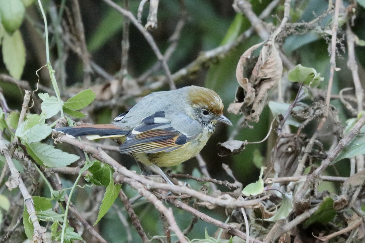 ノドジマコバシチメドリ - ML647718740