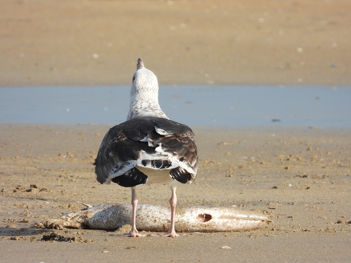 オオカモメ - ML647718741