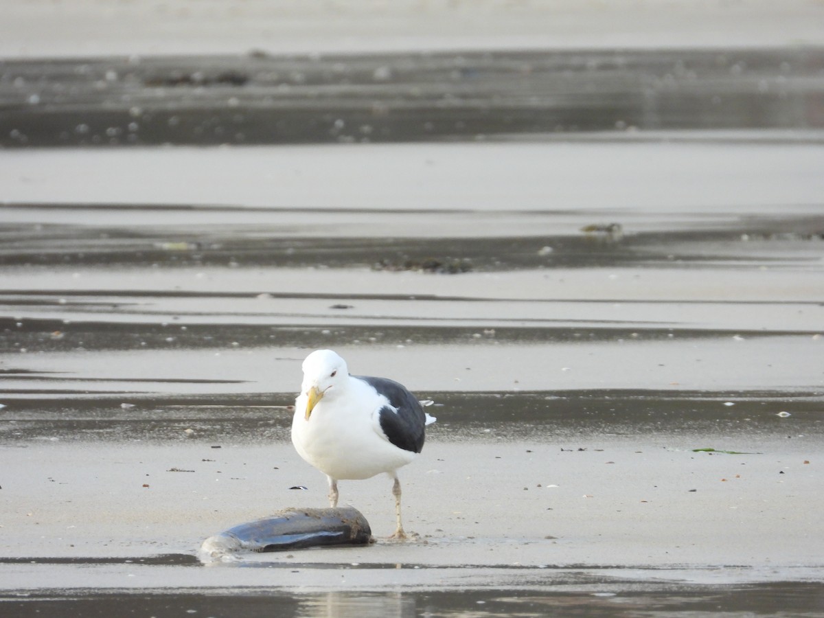 オオカモメ - ML647718742