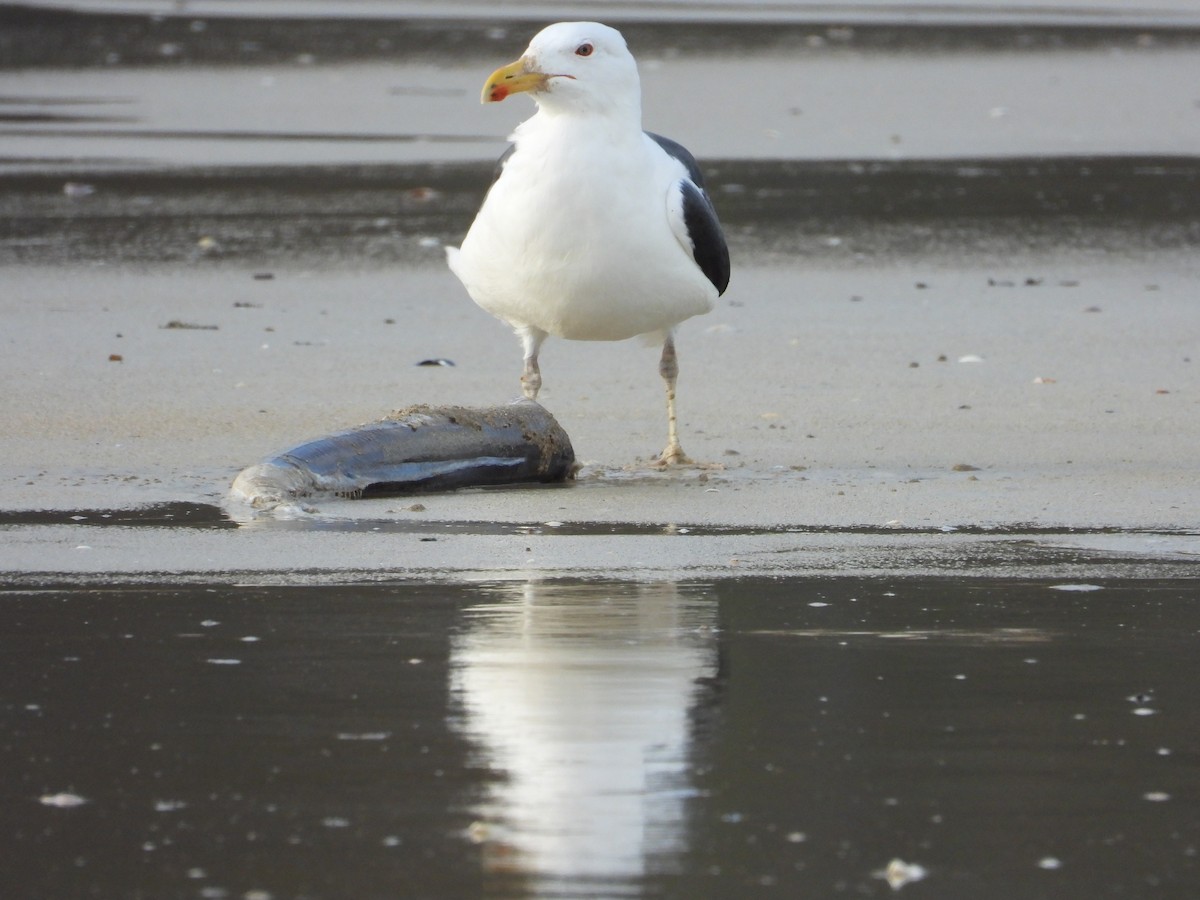 オオカモメ - ML647718743