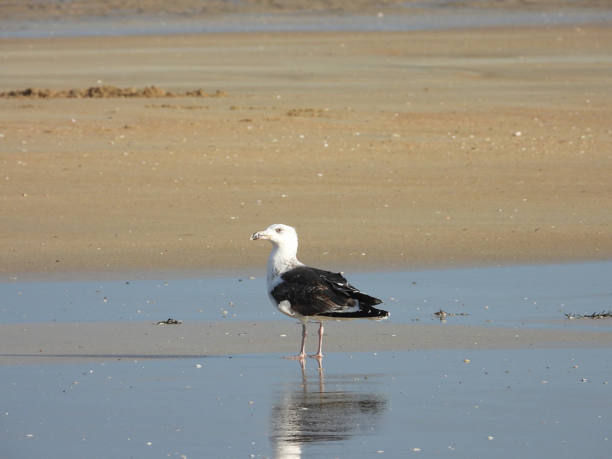 オオカモメ - ML647718744