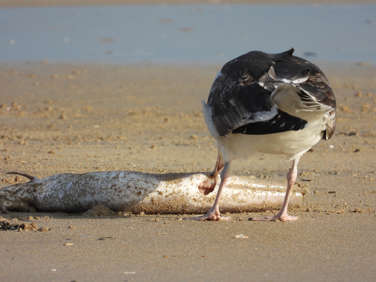 オオカモメ - ML647718746