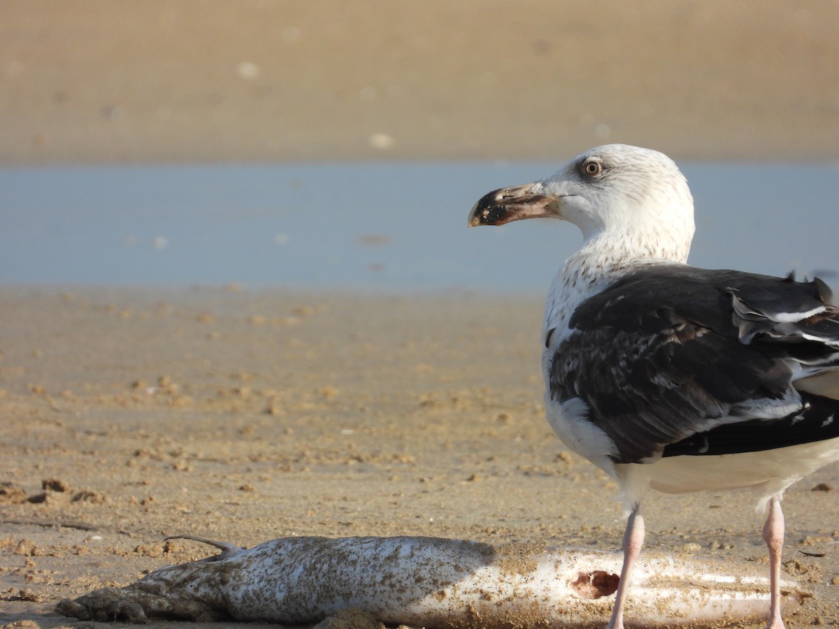 オオカモメ - ML647718747