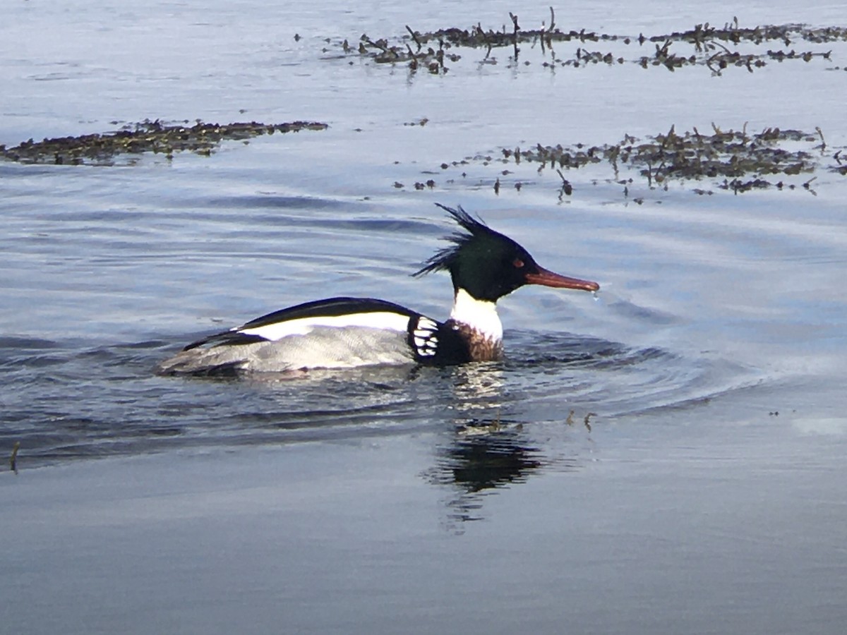 ウミアイサ - ML647718748