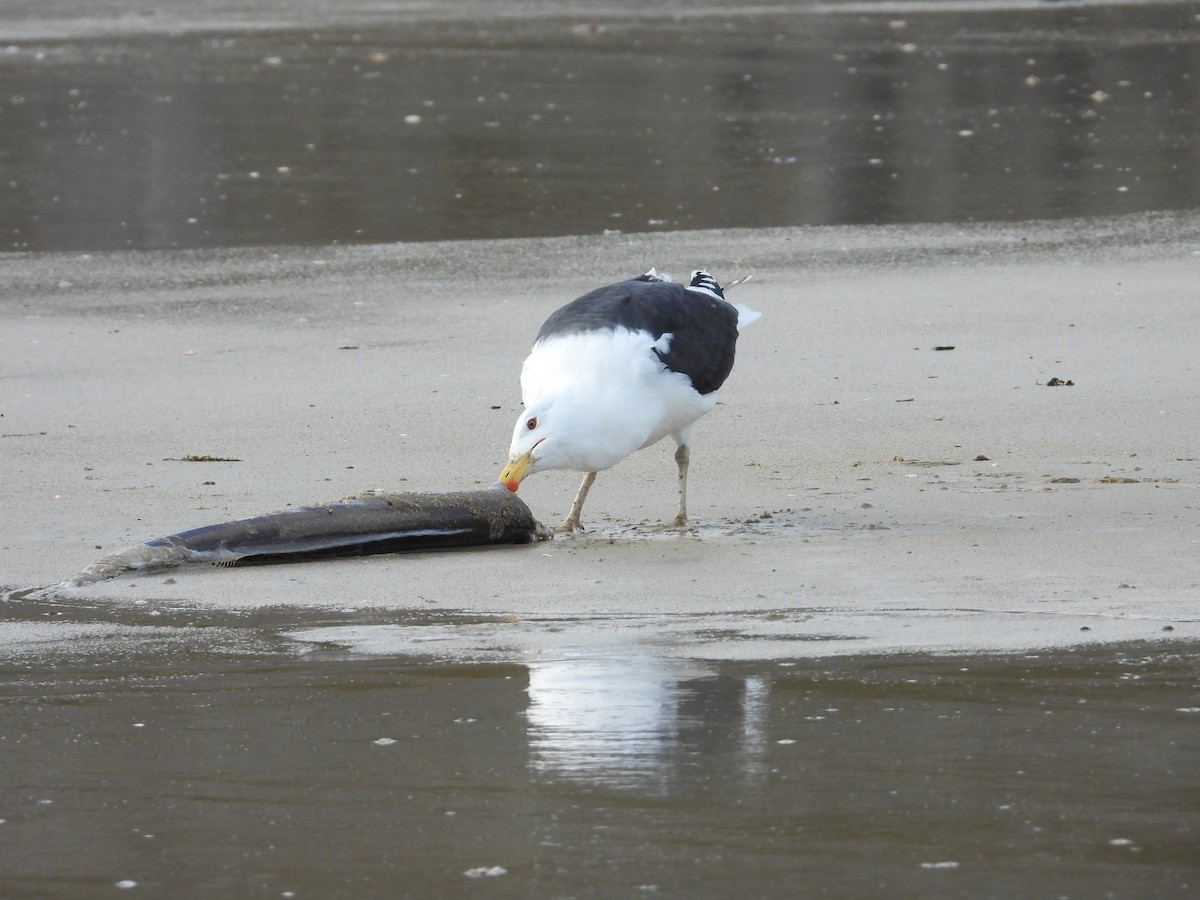 オオカモメ - ML647718749