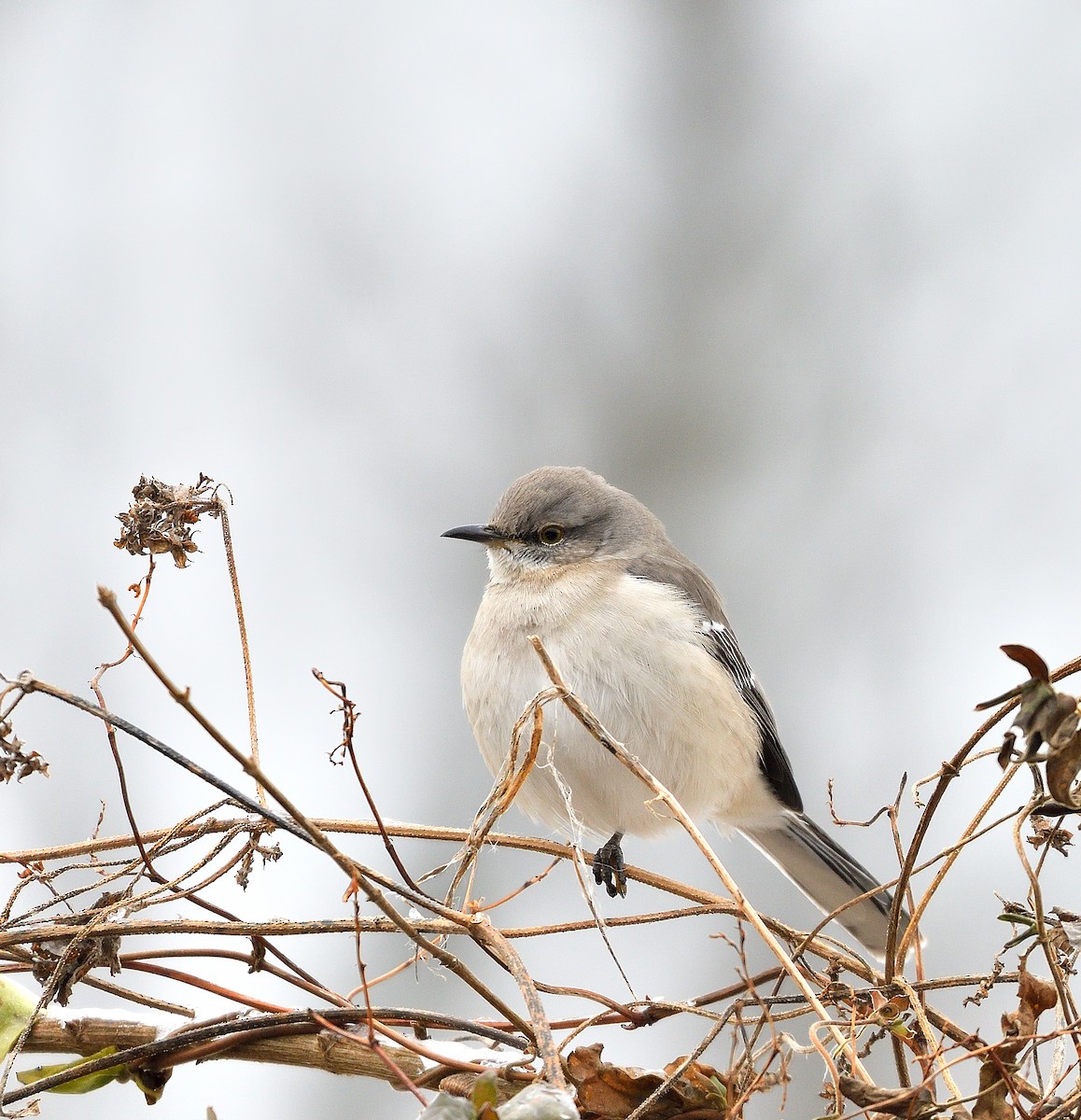 マネシツグミ - ML647718750