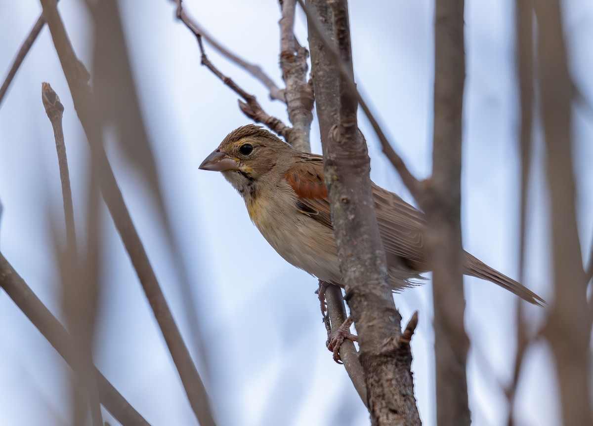 ムナグロノジコ - ML647718755