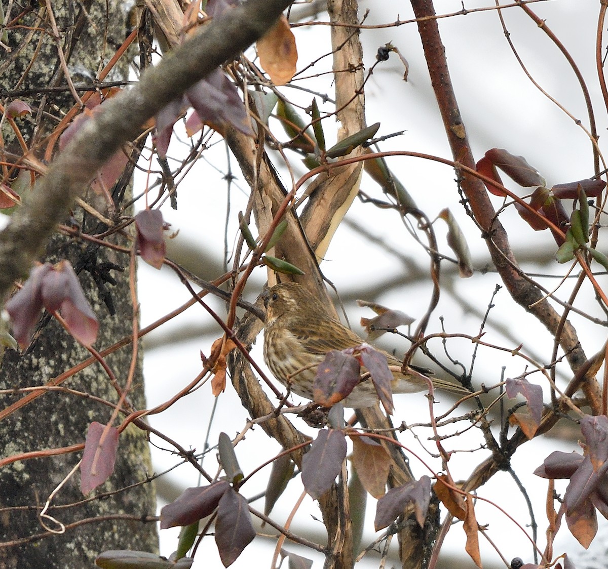 ムラサキマシコ - ML647718759