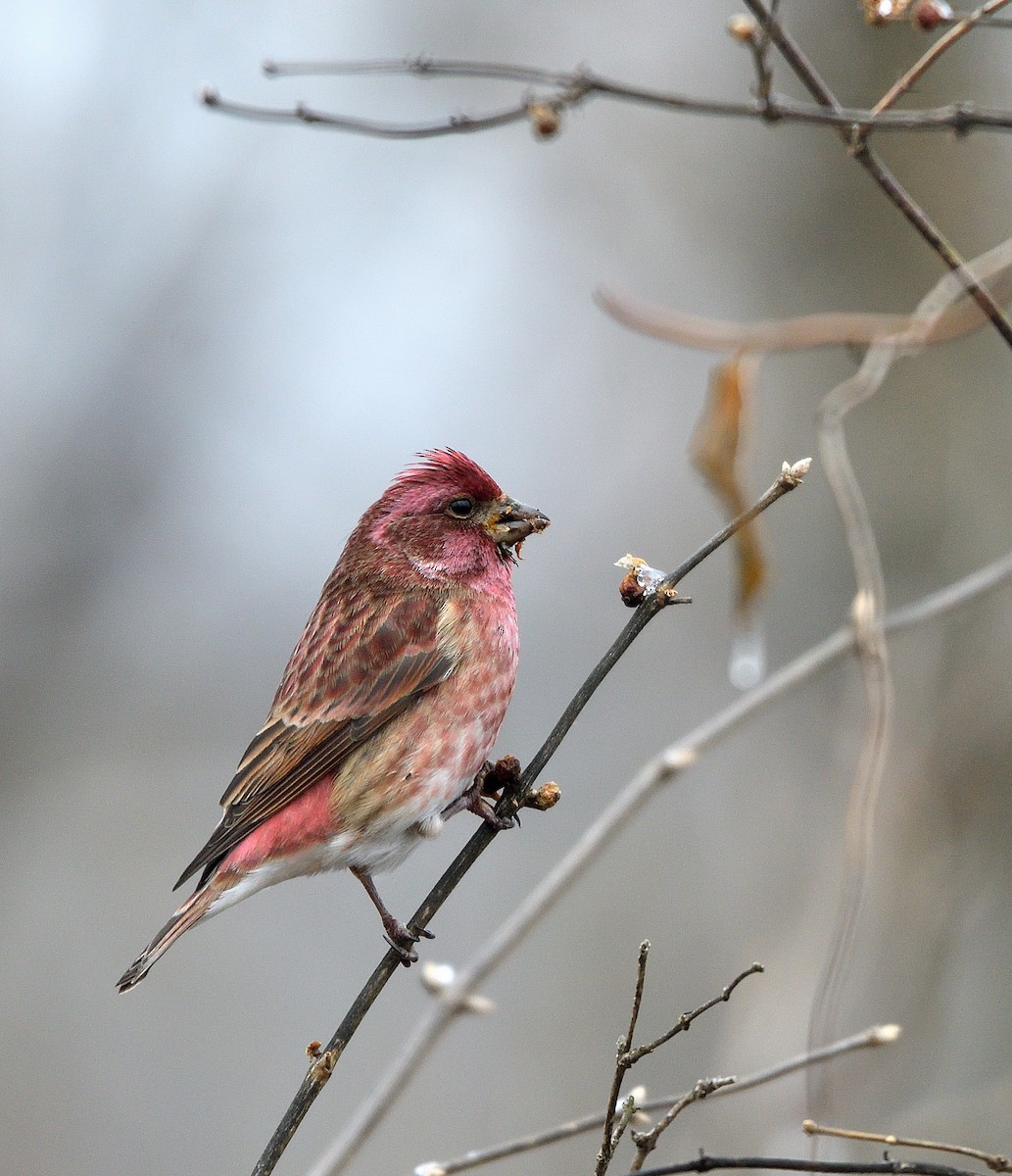 ムラサキマシコ - ML647718760