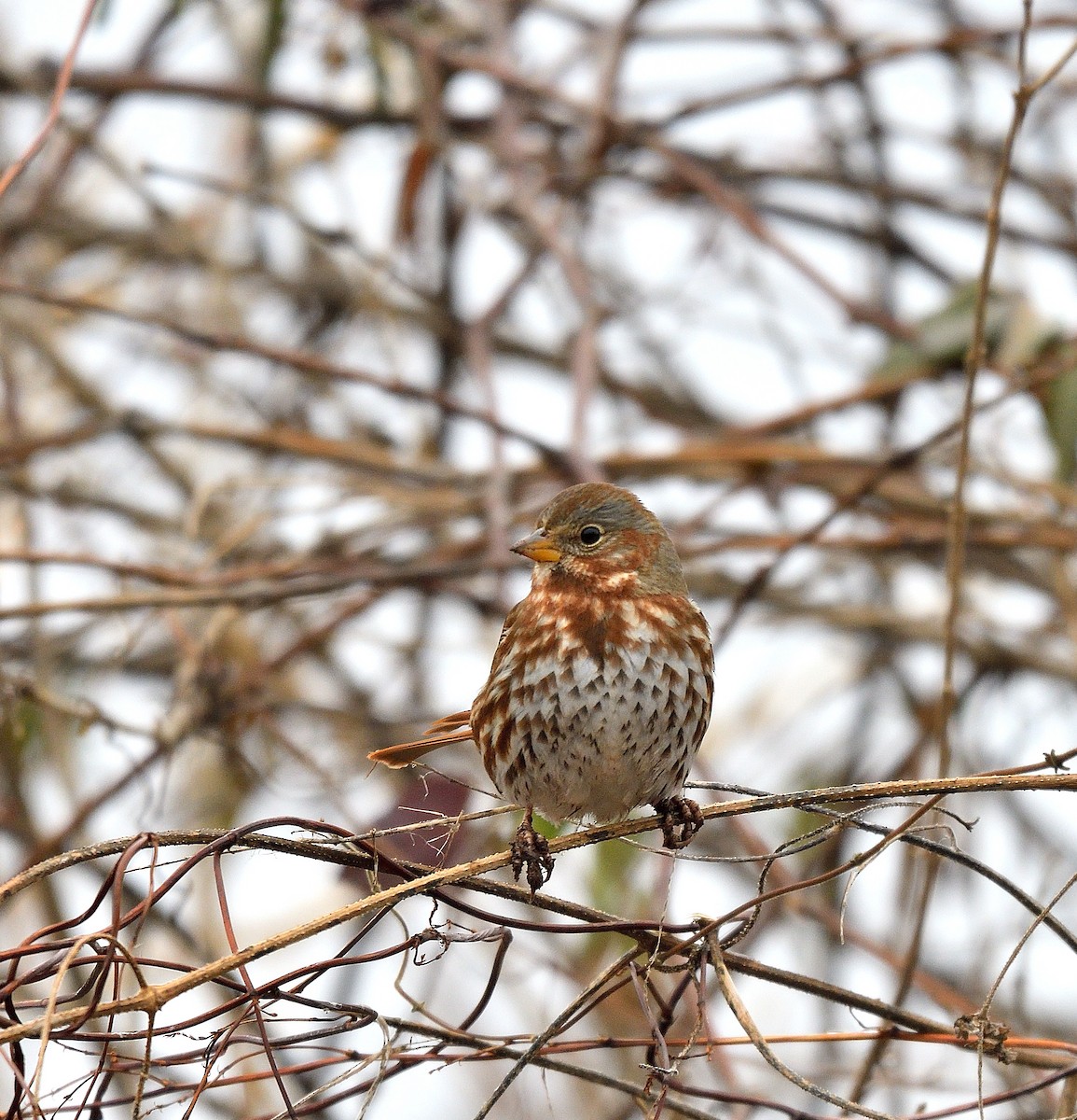 Fox Sparrow - ML647718767