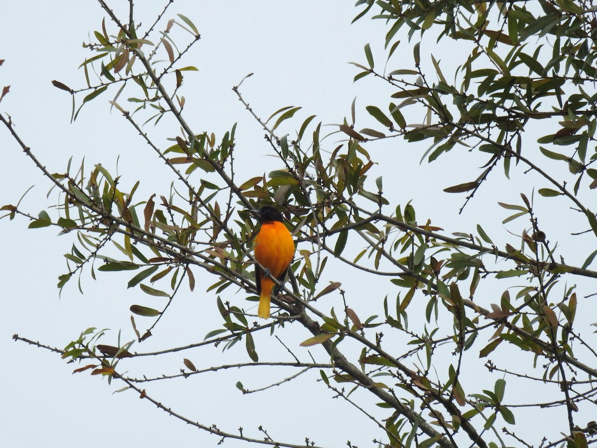 Балтиморский трупиал - ML647718785