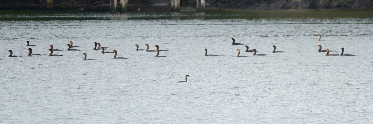 Red-necked Grebe - ML647718809