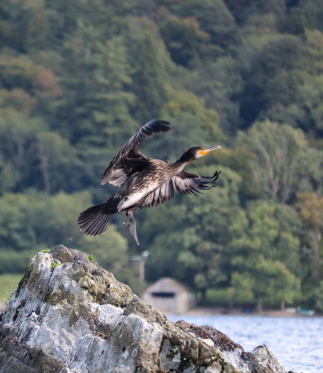 kormorán velký - ML647718816