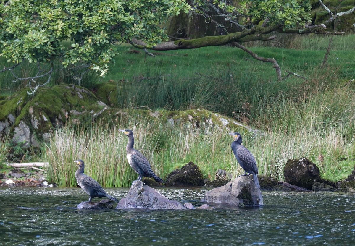 kormorán velký - ML647718817