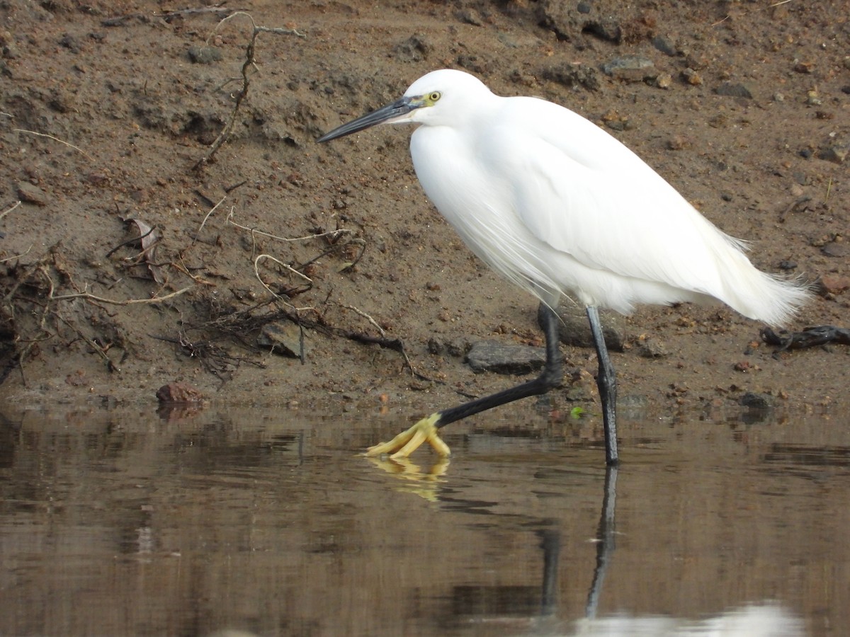 Little Egret - ML647718832