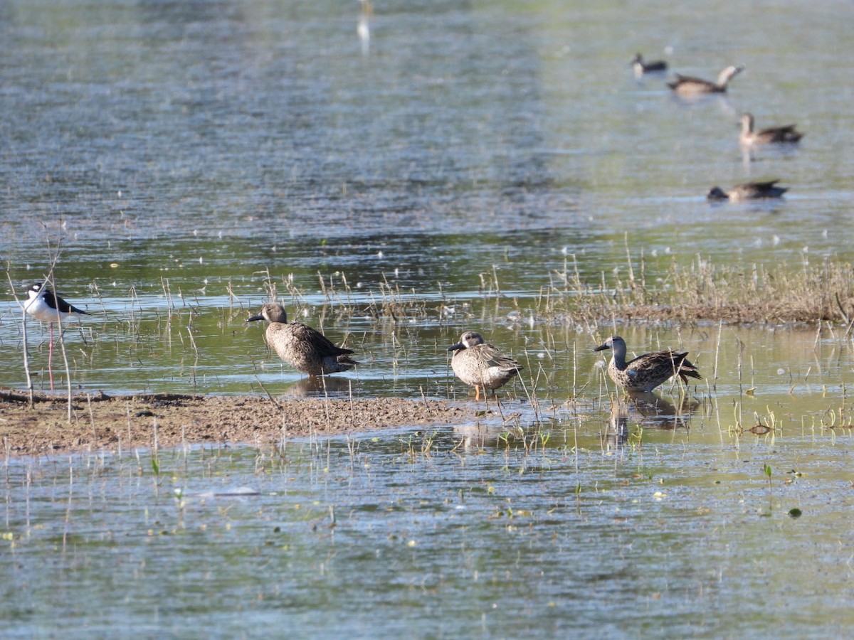 čírka modrokřídlá - ML647718834