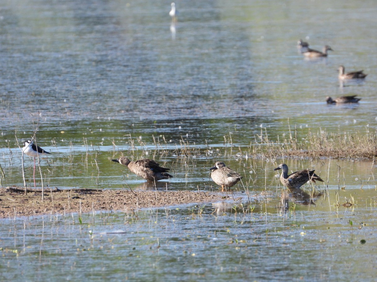 čírka modrokřídlá - ML647718835