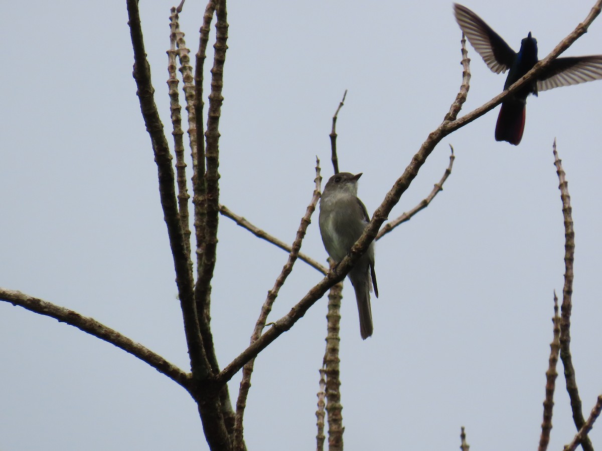 Western Wood-Pewee - ML647718851