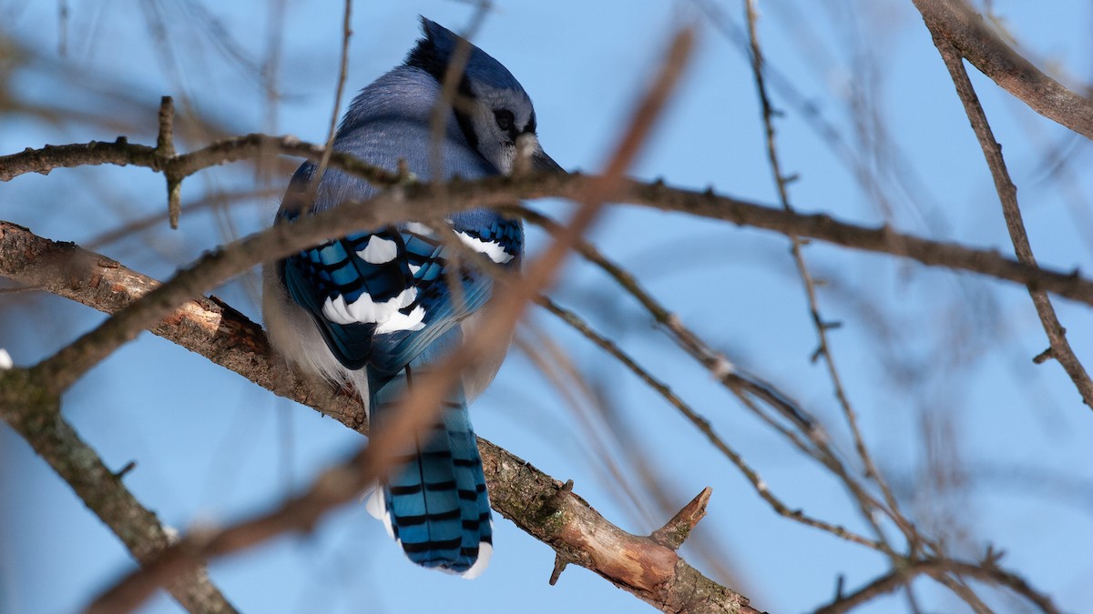 Blue Jay - ML647718899