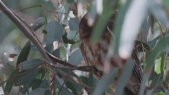 sýc americký - ML647718904