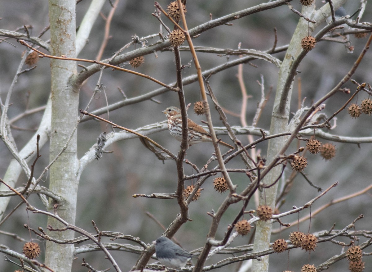 Fox Sparrow (Red) - ML647718911