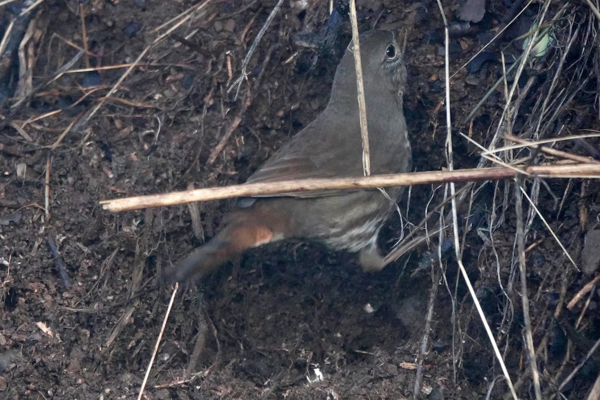 Fox Sparrow - ML647718922