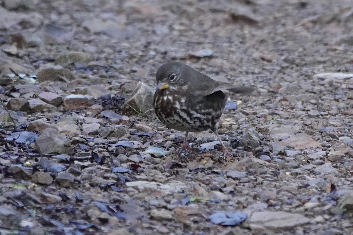 Fox Sparrow - ML647718927