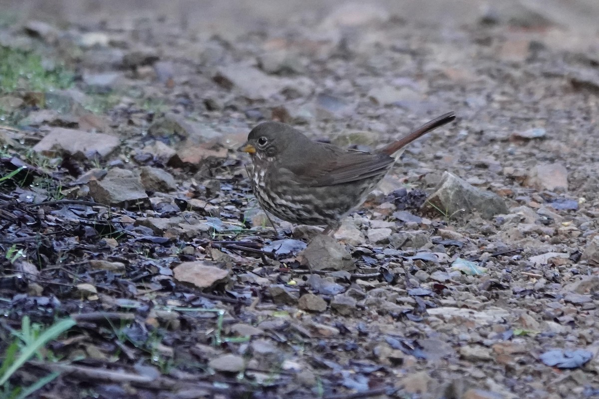 Fox Sparrow - ML647718928