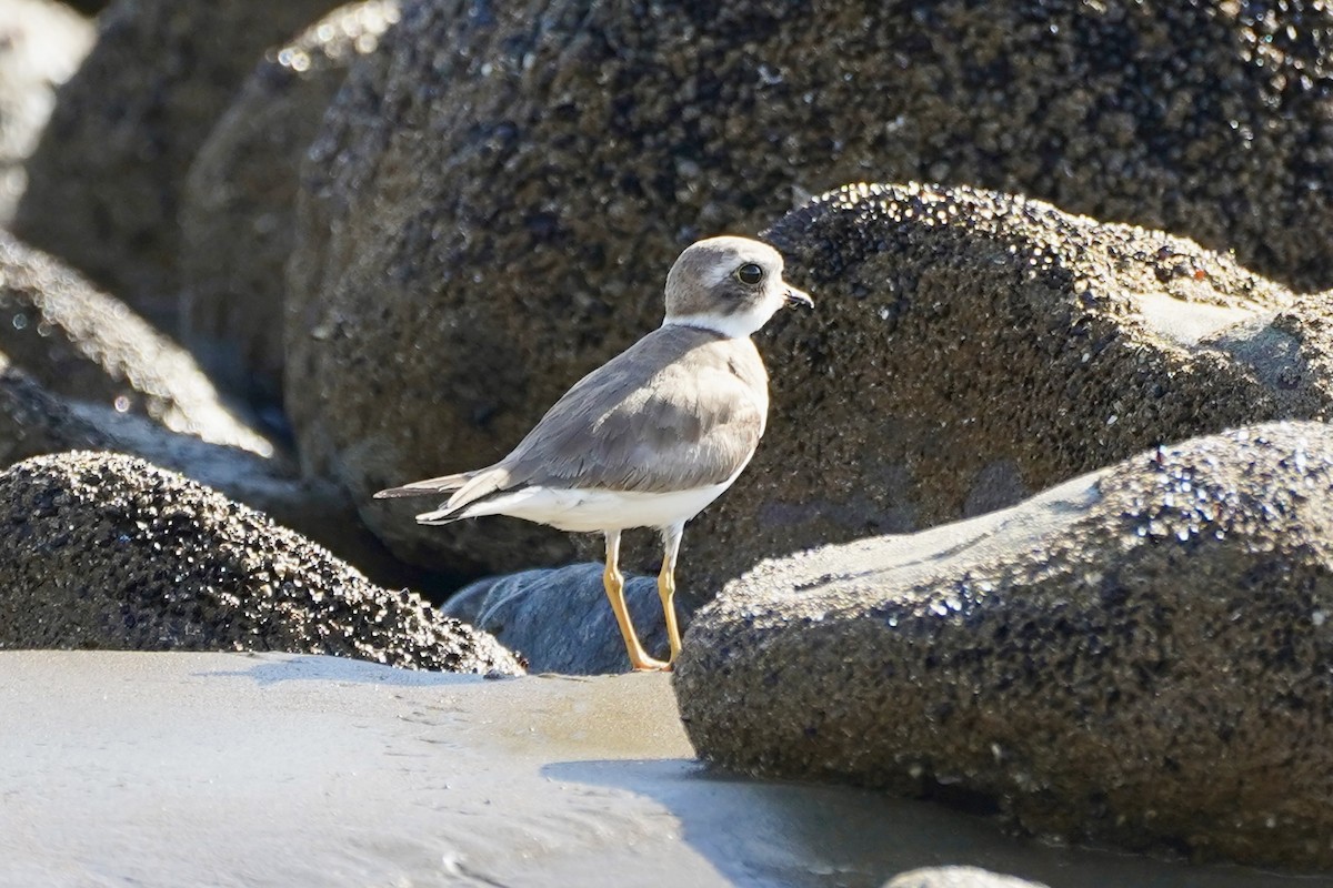 Semipalmated Plover - ML647718929