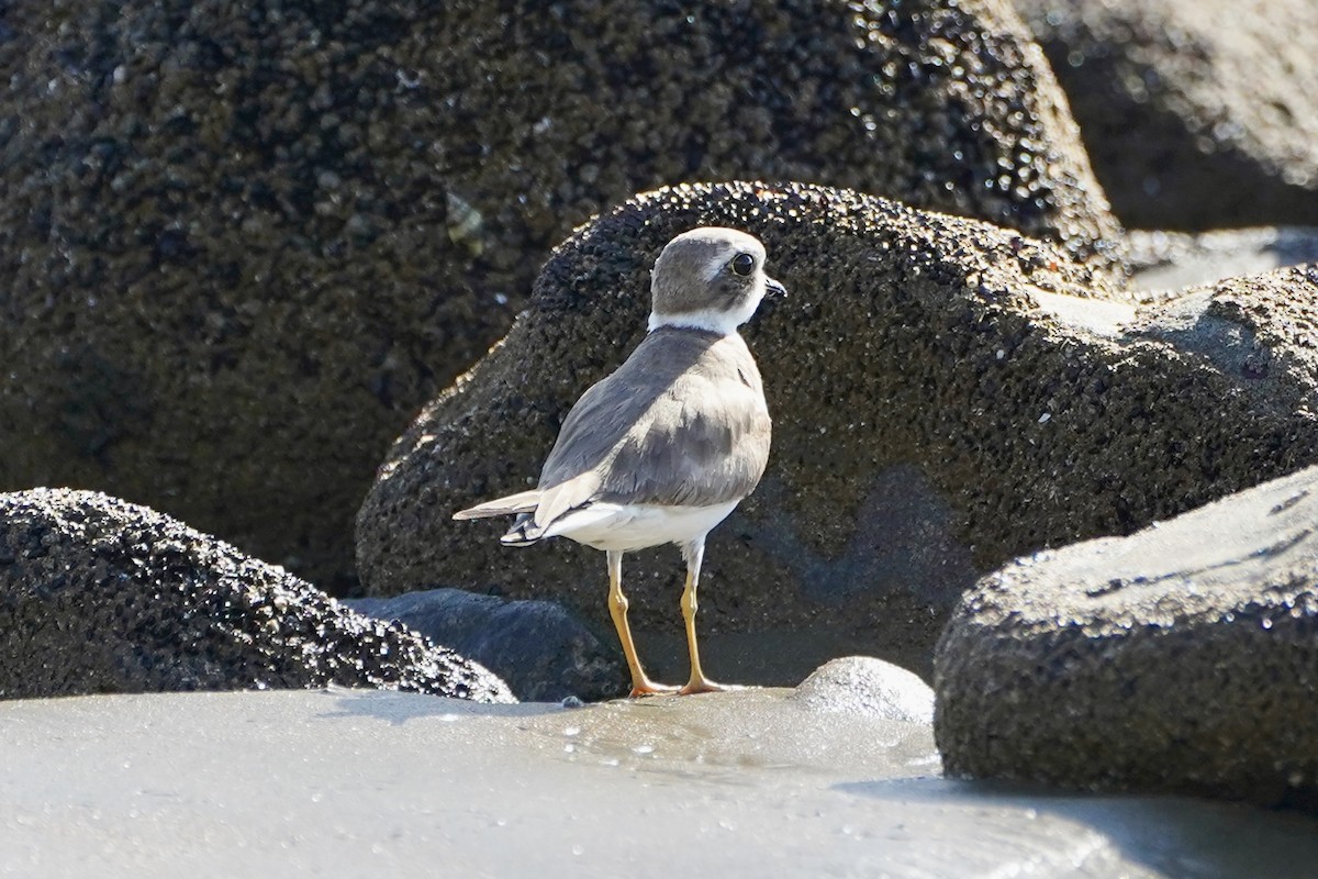 Semipalmated Plover - ML647718930