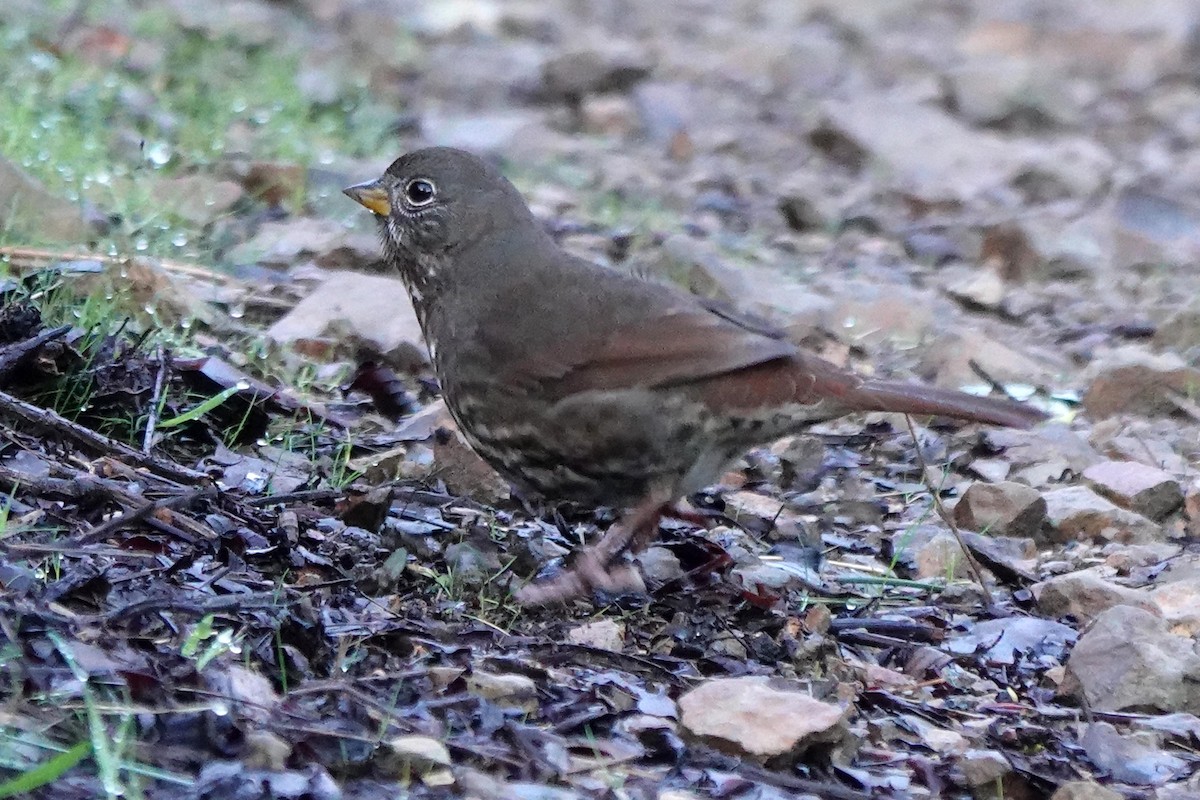 Fox Sparrow - ML647718931