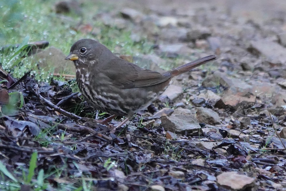 Fox Sparrow - ML647718932