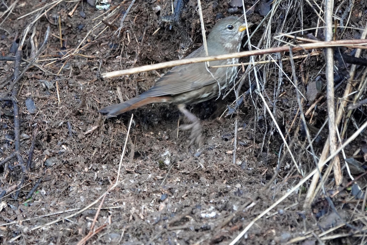 Fox Sparrow - ML647718933