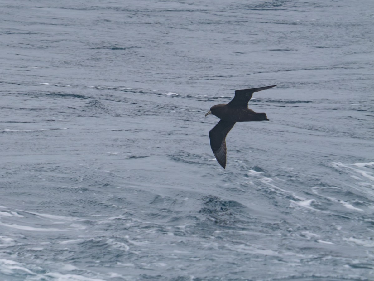 Beyaz Gıdılı Yelkovan - ML647718949