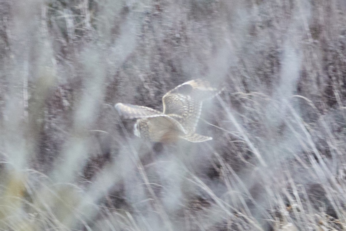 Short-eared Owl - ML647718960
