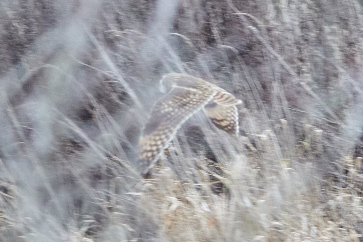 Short-eared Owl - ML647718961