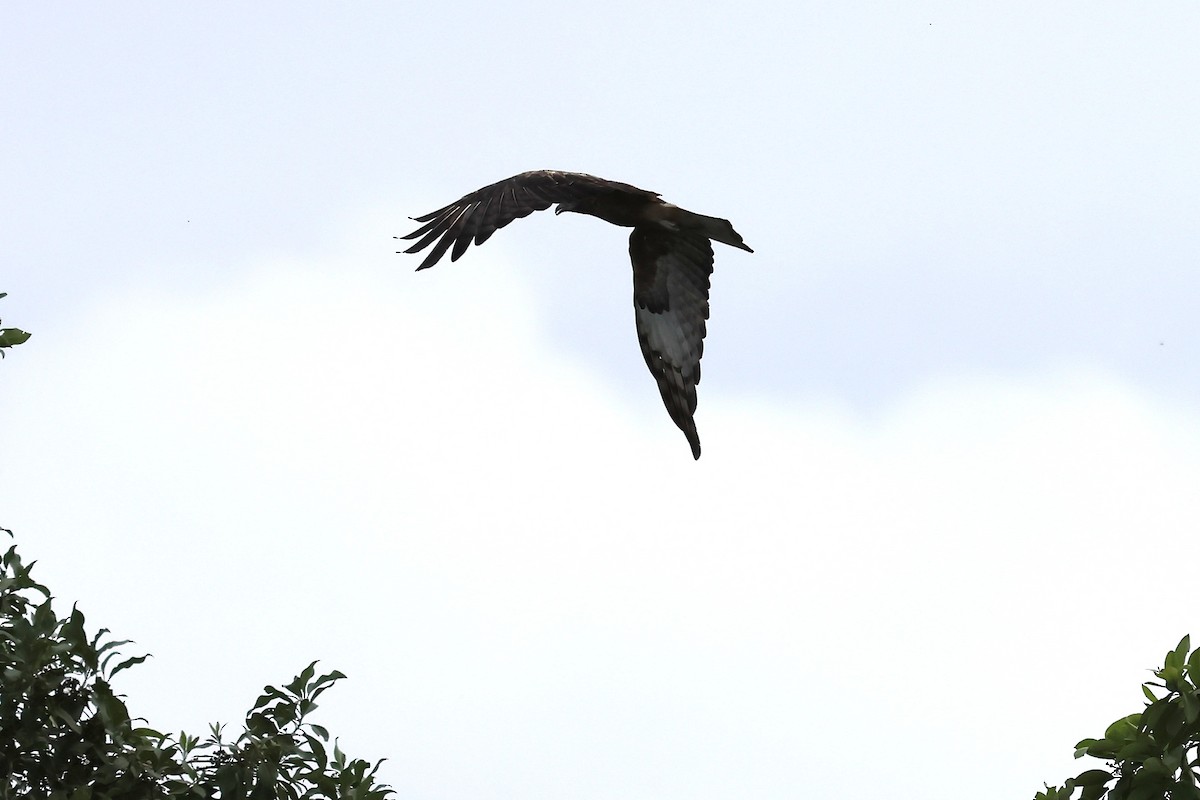 Square-tailed Kite - ML647719009