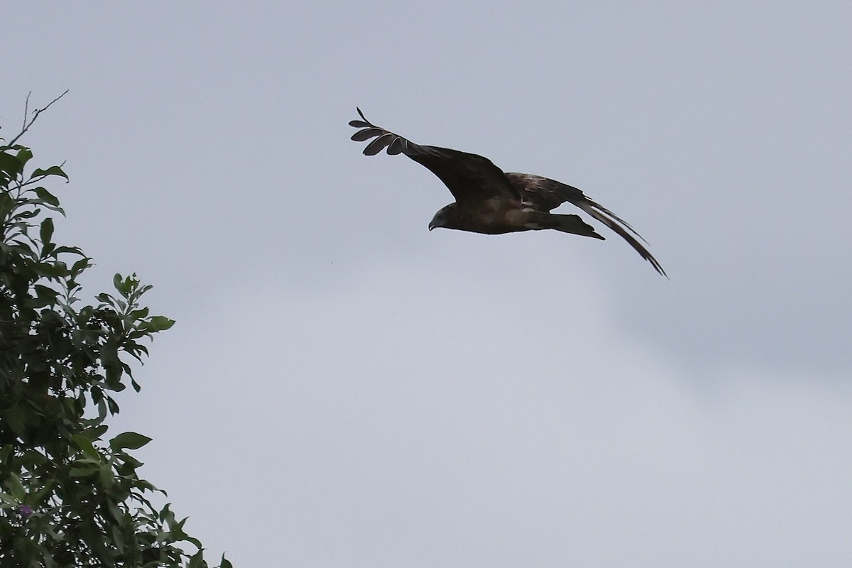 Square-tailed Kite - ML647719010