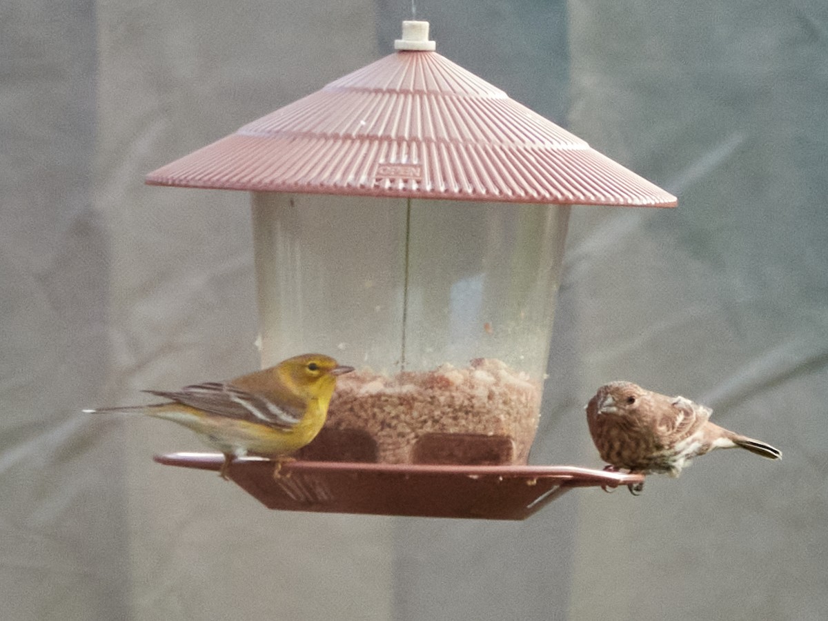 Kiefernwaldsänger - ML647719042