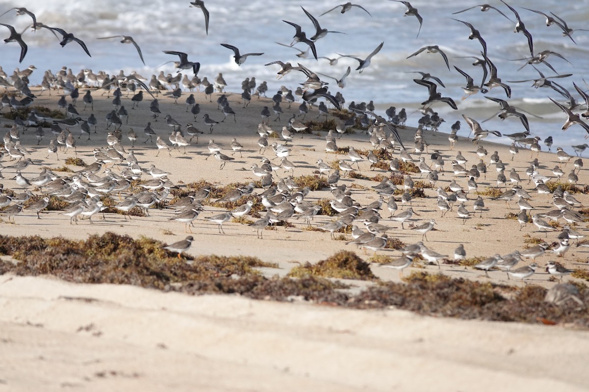 Semipalmated Sandpiper - ML647719046