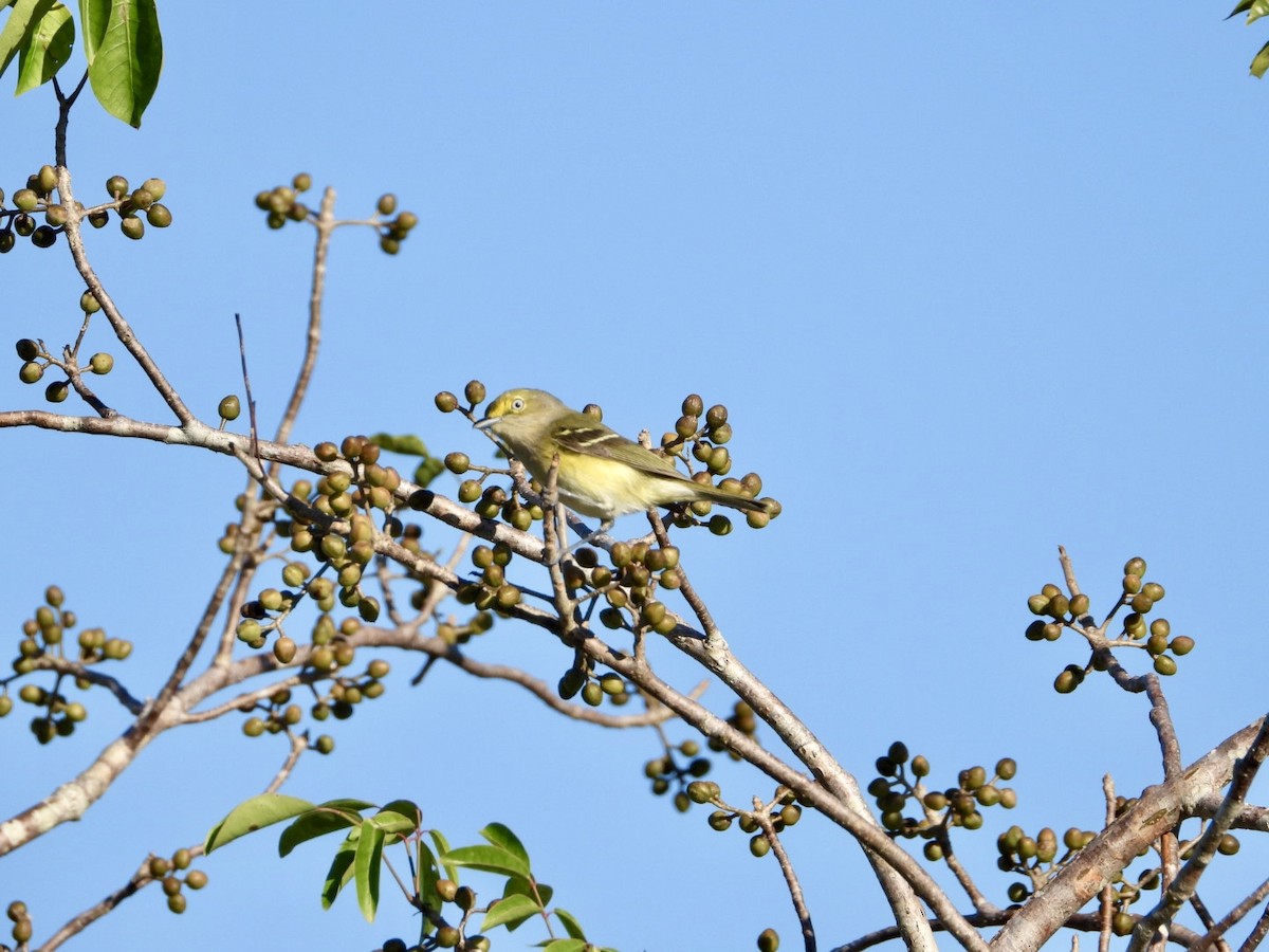 Weißaugenvireo - ML647719047