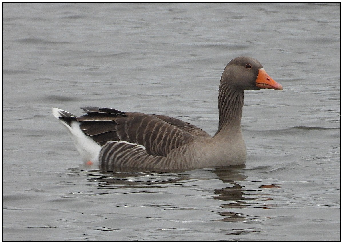 Oie cendrée - ML647719056