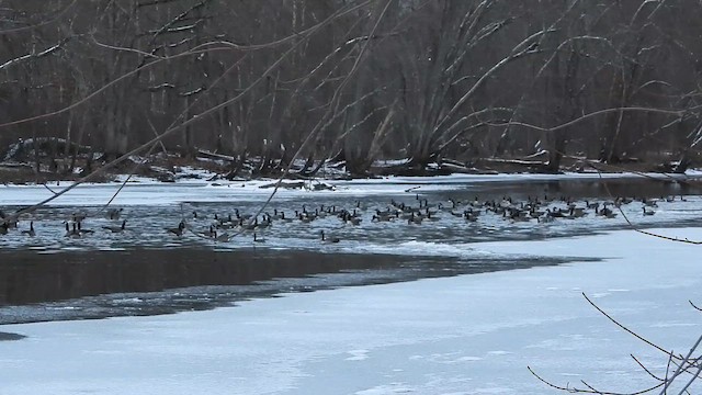 Oca delle nevi - ML647719075