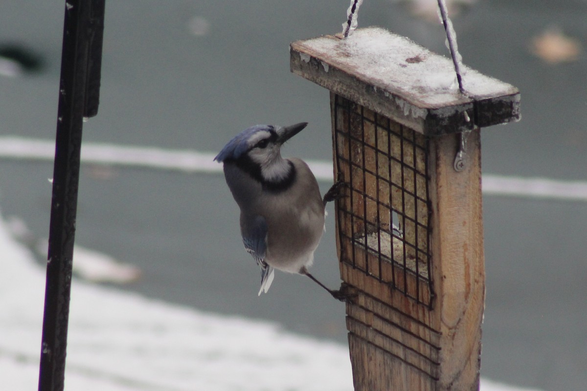 Blue Jay - ML647719089