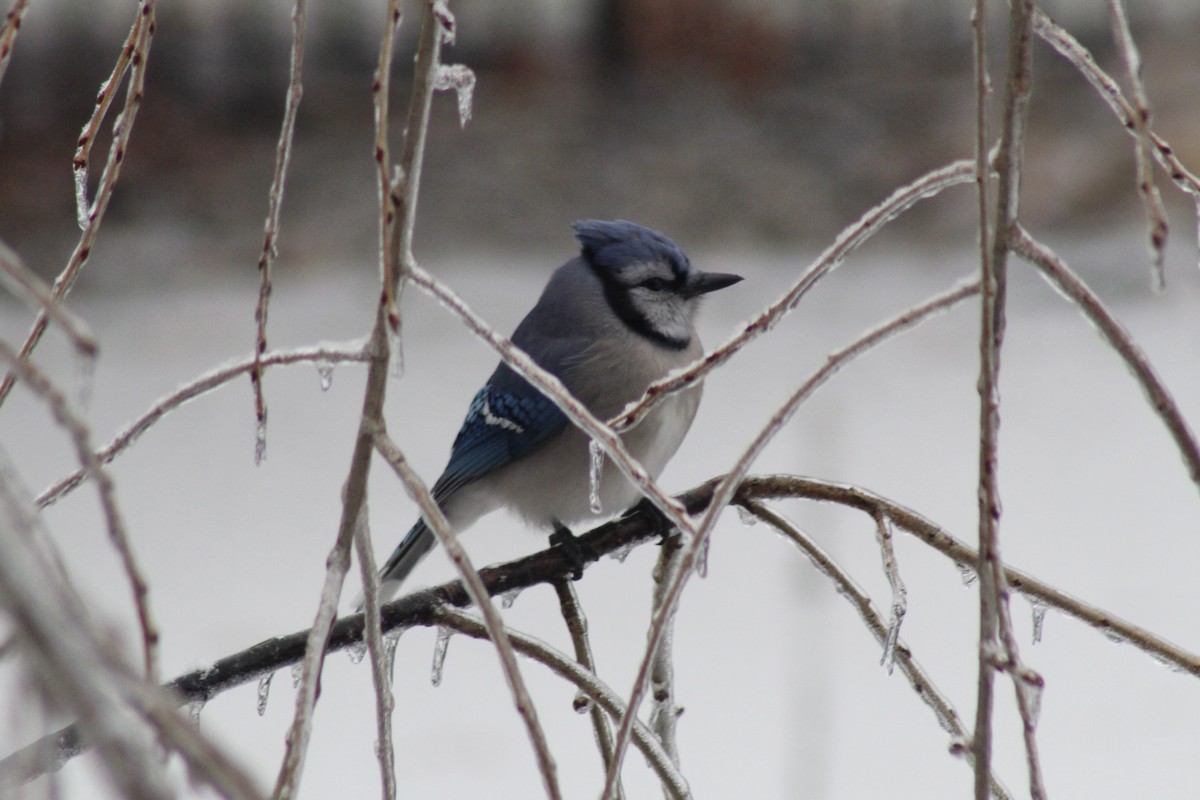Blue Jay - ML647719090