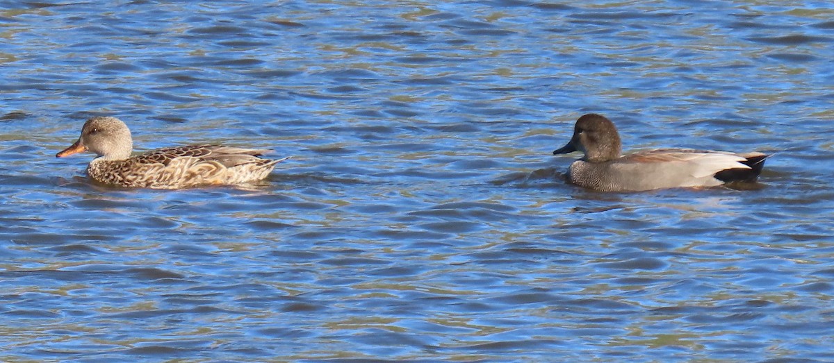 Boz Ördek - ML647719093