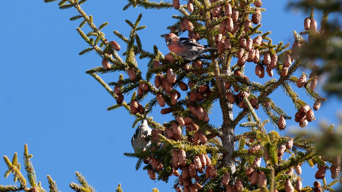 båndkorsnebb - ML647719103