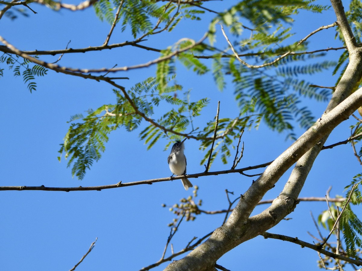 Голубая комароловка - ML647719194